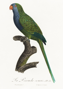 Quaker parrot 
