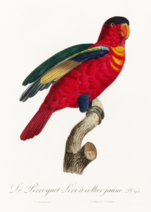Purple-naped lory 