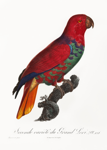 Eclectus parrot 