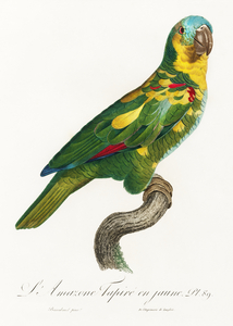 Blue-fronted amazon 