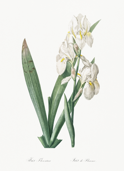 Iris florentina illustration  Print