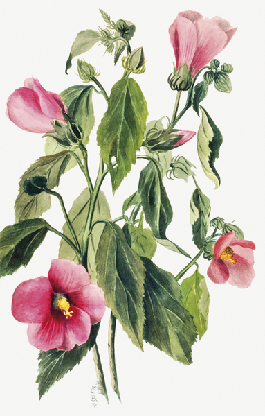 Rose Gentian Sabbatia angularis 1880  Print