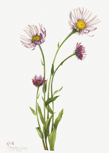 Alaska Fleabane Erigeron salsuginosus 1925 Print