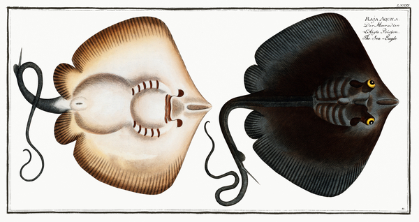 Sea-Eagle Raja Aquila Print