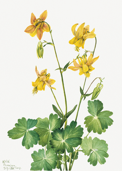 Lemon Columbine Aquilegia flavescens 1925 Print