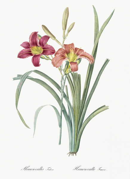 Orange day lily illustration  Print