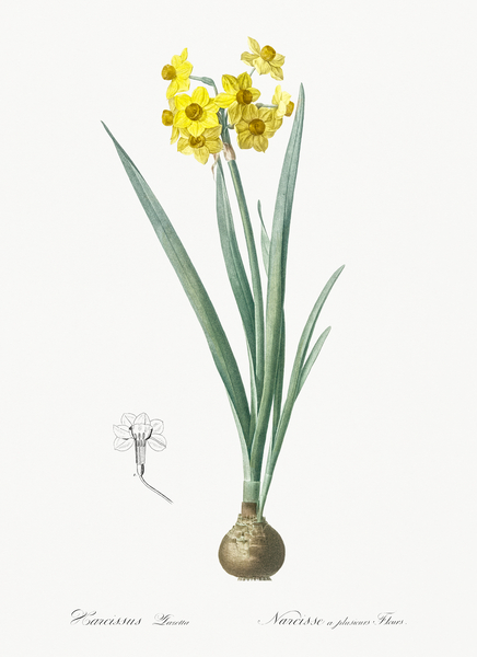 Daffodil illustration  Print