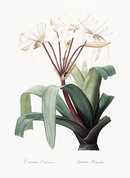 Crinum erubescens illustration  Print