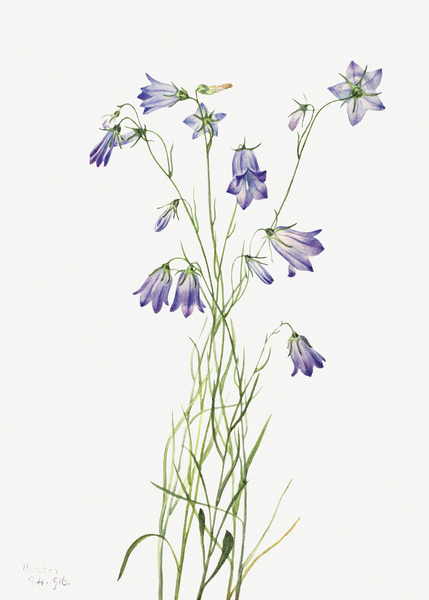 Harebell Campanula rotundifolia 1916 Print