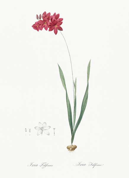 Ixia filiformis illustration  Print
