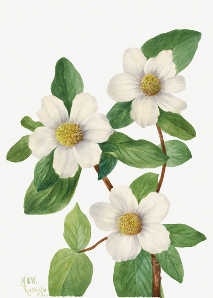 Pacific Dogwood Cornus nuttallii 1933 Print
