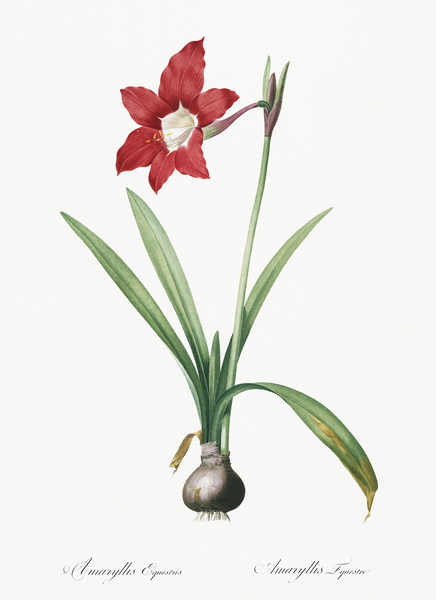 Hippeastrum illustration  Print