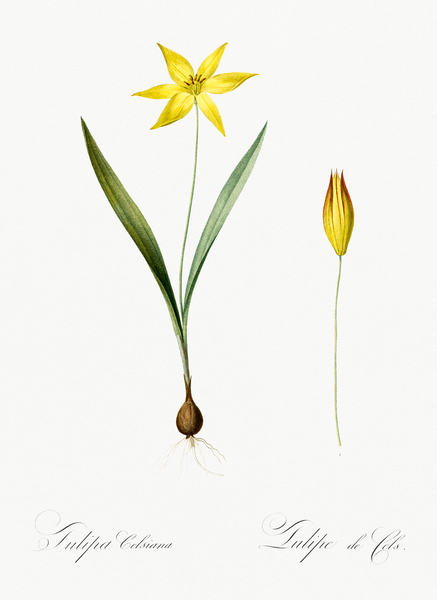 Tulipa celsiana illustration  Print