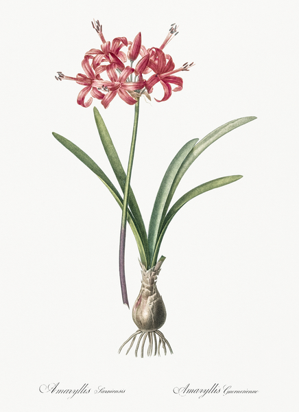 Guernsey lily illustration  Print