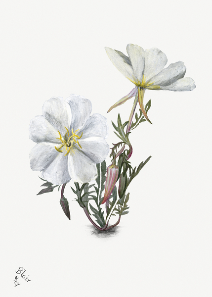 Mary Vaux Walcott Botanical