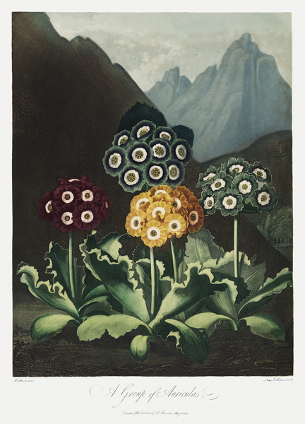 Dr Robert Thornton Botanical