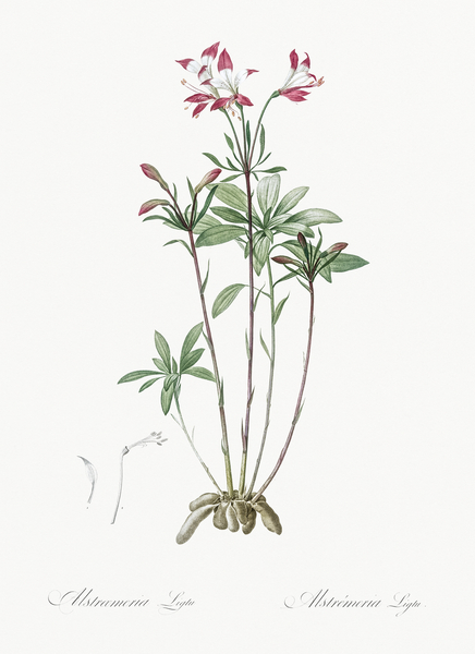 Lily of the Incas illustration  Print