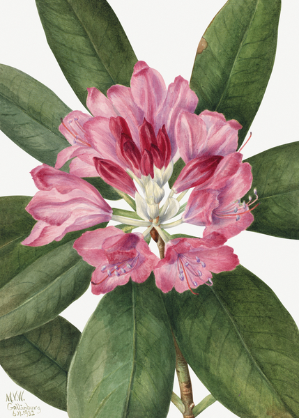 Mountain Rose Bay Rhododendron catawbiense 1932 Print