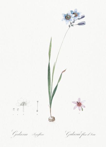 Galaxia ixiaeflora illustration  Print