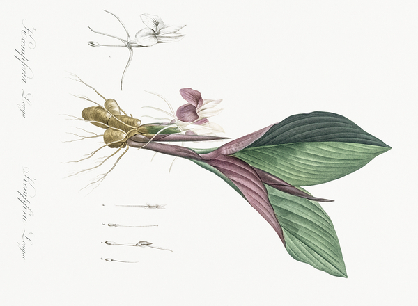 Koemferia longa illustration  Print