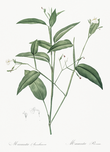 Maranta arundinacea illustration  Print