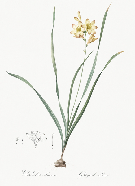 Gladiolus lineatus illustration  Print