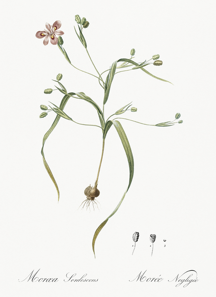 Moraea sordescens illustration  Print