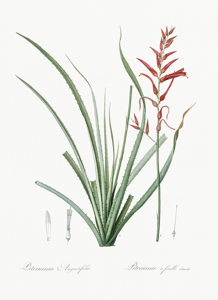 Pitcairnia angustifolia illustration  Print