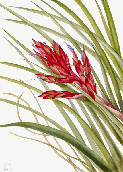 Quill Leaf Tillandsia Tillandsia fasciculata 1929 Print