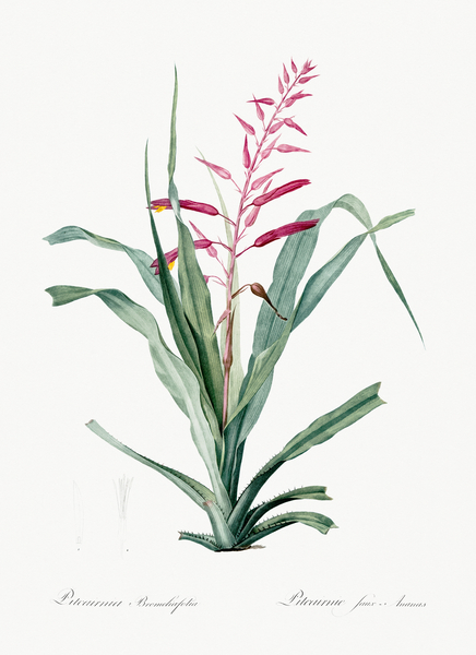 Pitcairnia bromeliaefolia illustration  Print