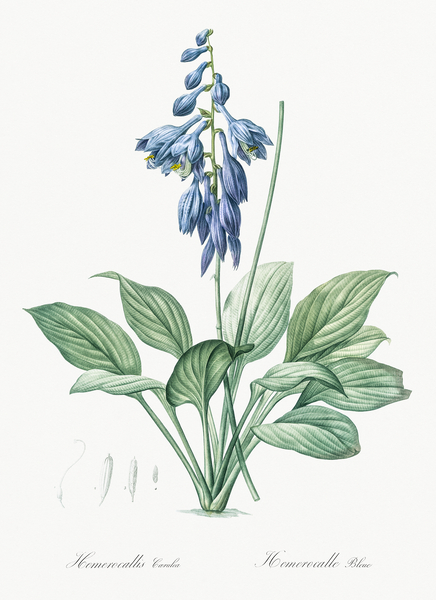 Daylily illustration  Print