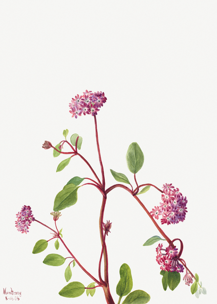 Sand Verbena Abronia umbellata 1936 Print