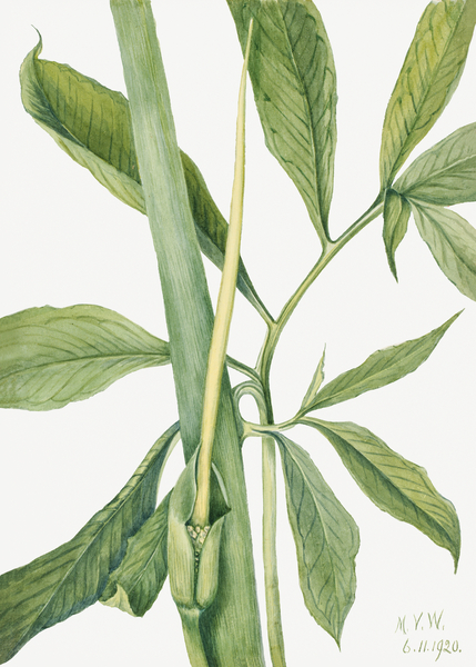 Greendragon Arisaema dracontium 1920 Print