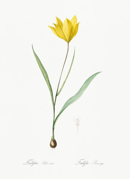 Tulipa sylvestris illustration  Print