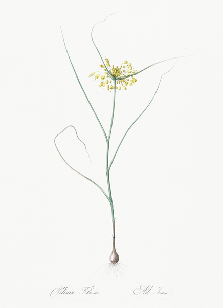 Small yellow onion illustration  Print