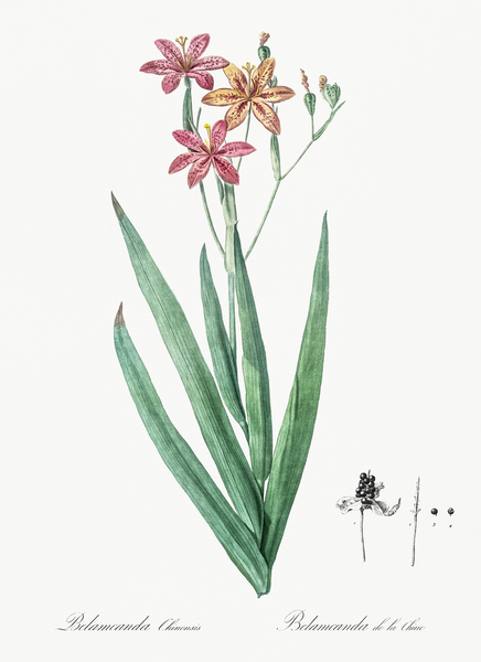 Blackberry Lily illustration  Print