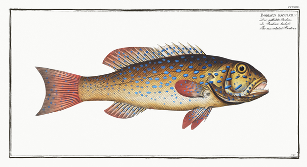 Maculated Bodian Bodianus maculatus Print