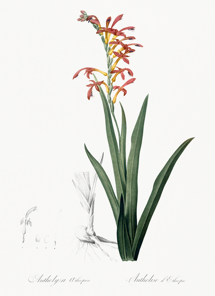 Antholyza aethiopica illustration  Print