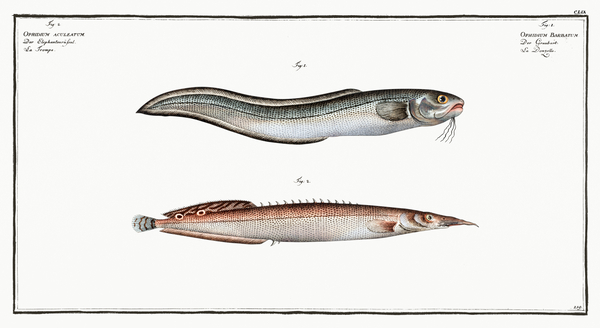 1. Ophidium Barbatum 2. Ophidium aculeatum Print