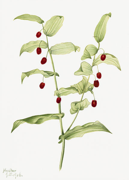 Clasping Twisted Stalk Streptopus amplexifolius 1916 Print