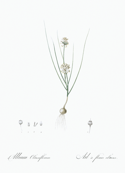 Allium obtusiflorum illustration  Print