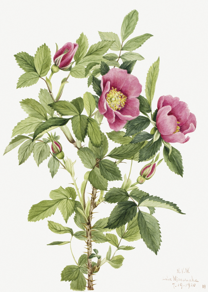 Bourgeau Rose Rosa bourgeauiana 1920 Print