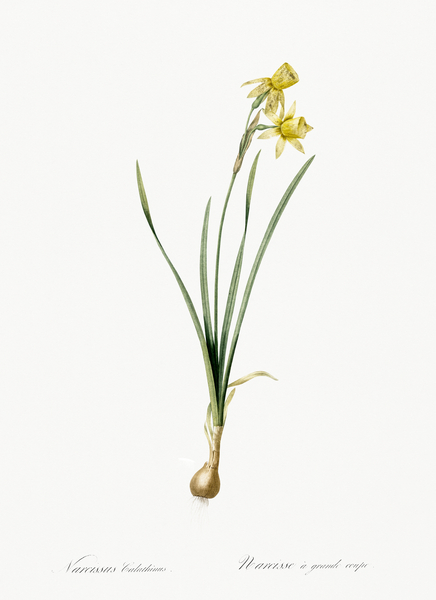 Narcissus calathinus illustration  Print