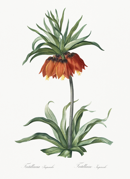Fritillaries illustration  Print