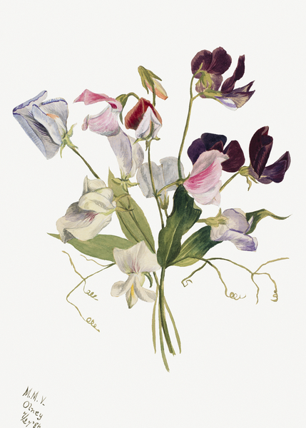 Flower Study 1886 Print