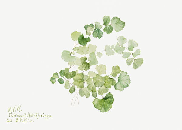 Puccoon Lithospermum ruderale 1923 Print