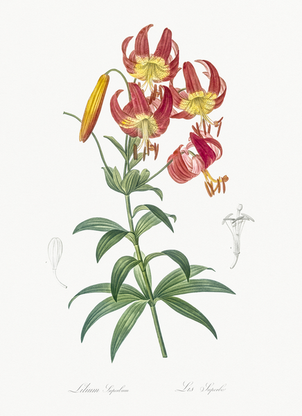 Turban lily illustration  Print