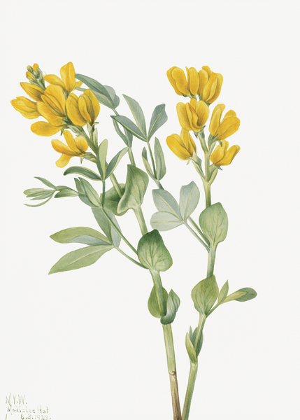 Goldenpea Thermopsis rhombifolia 1923 Print