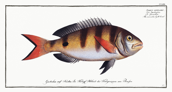 Annular Gilt-head Sparus annularis Print