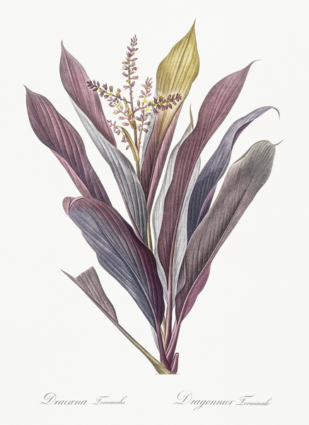 Cordyline fruticosa illustration  Print